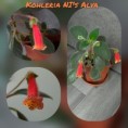 /album/fotogaleria-kohlerie/kohleria-nis-alva-jpg/